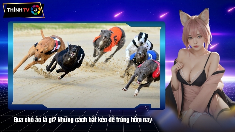 Đua chó ảo là gì? Những cách bắt kèo dễ trúng hôm nay